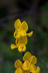 Scotch broom